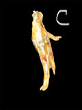 Blessed Chicken Foot w/ Haitian Oil